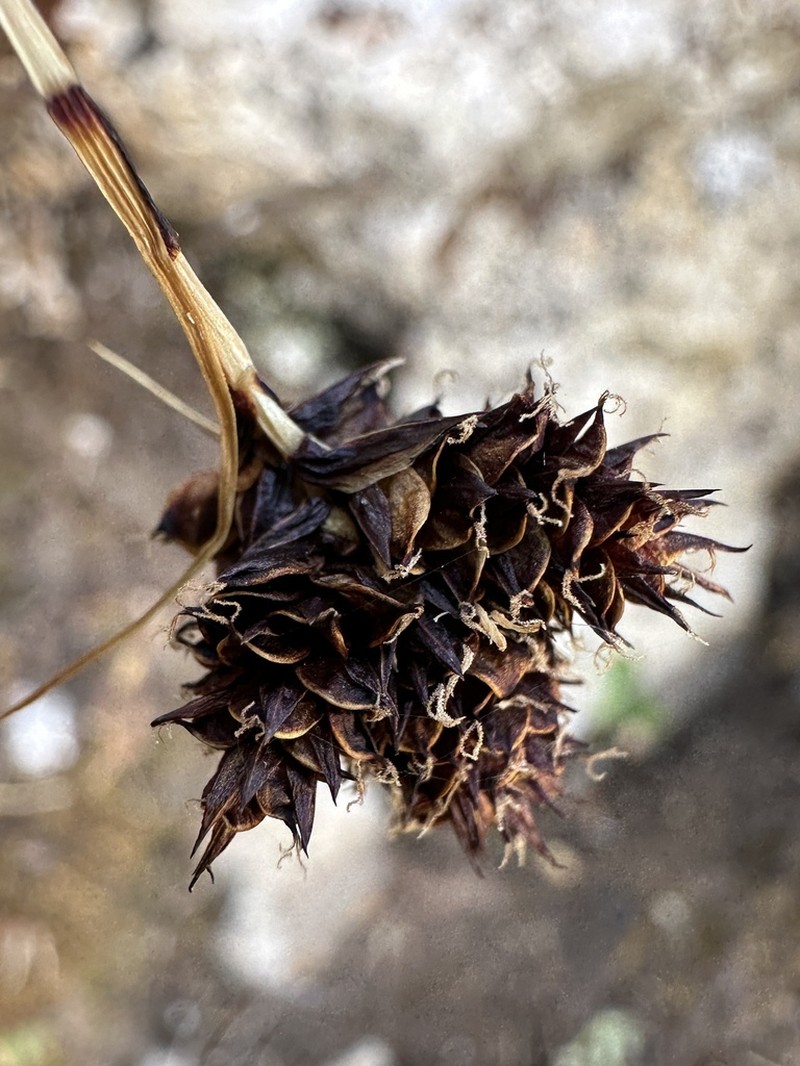 Duskyseed Sedge photo 6