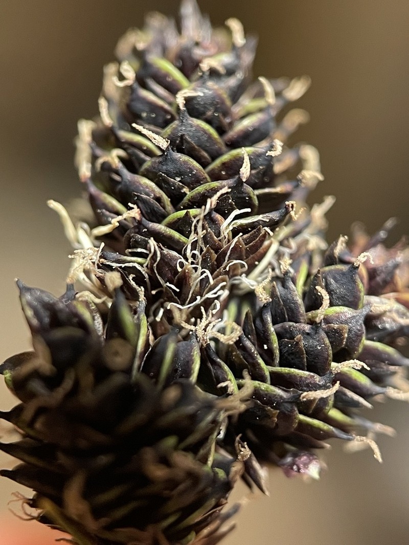 Duskyseed Sedge photo 7