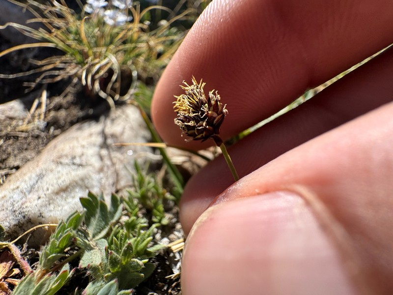 Duskyseed Sedge photo 8