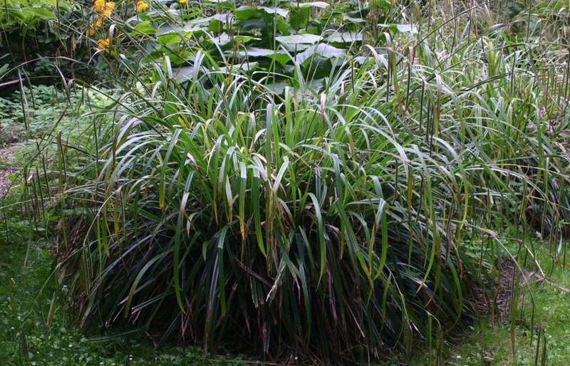 Hanging Sedge photo 5