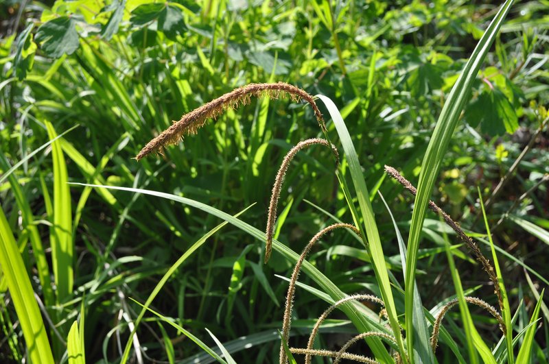Hanging Sedge photo 6