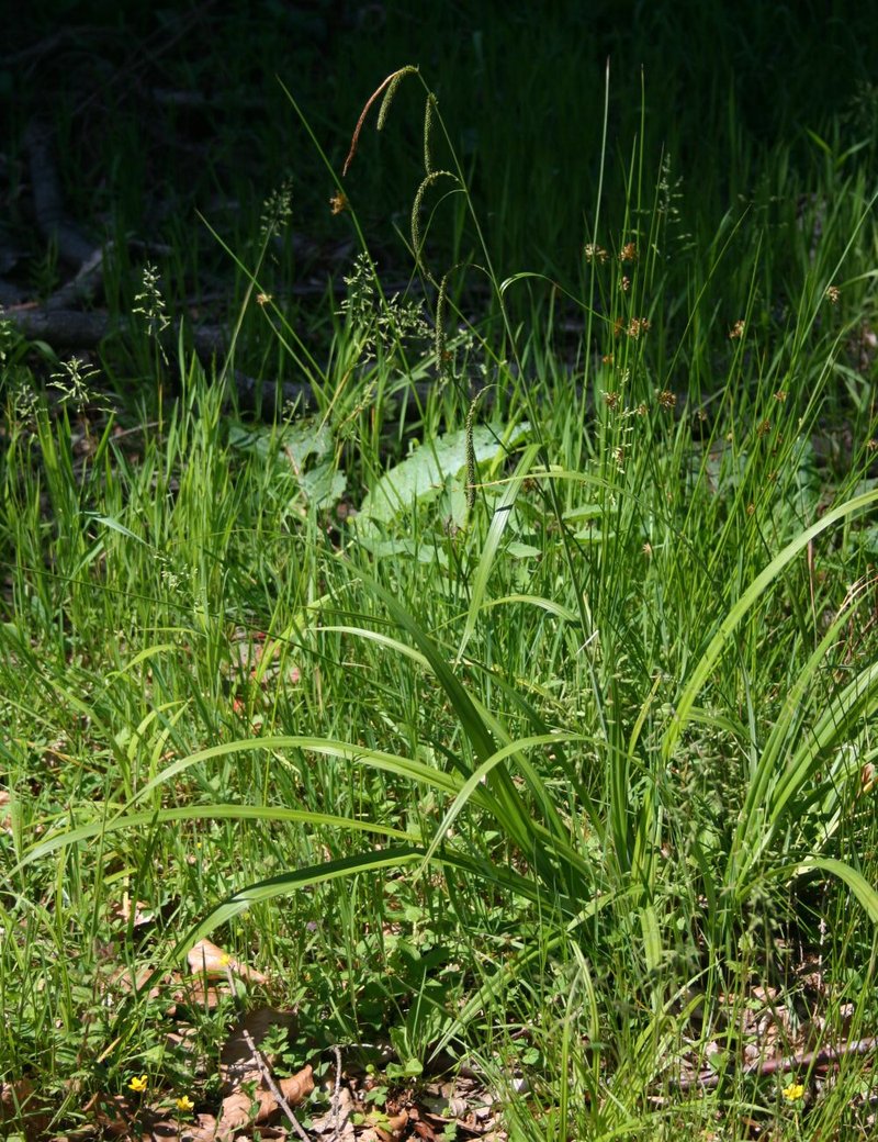 Hanging Sedge