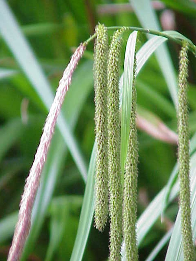 Hanging Sedge photo 7