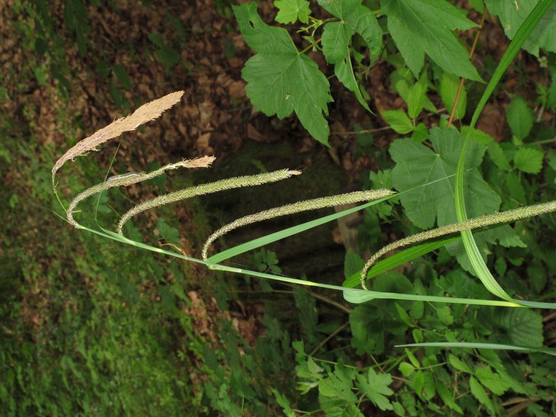 Hanging Sedge photo 8