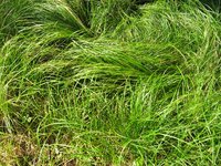 Pennsylvania Sedge