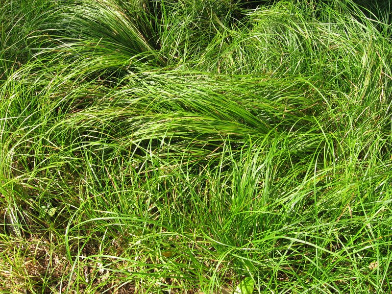Pennsylvania Sedge