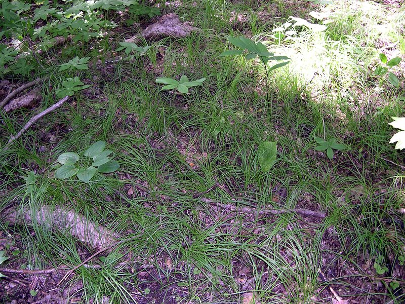 Pennsylvania Sedge photo 2