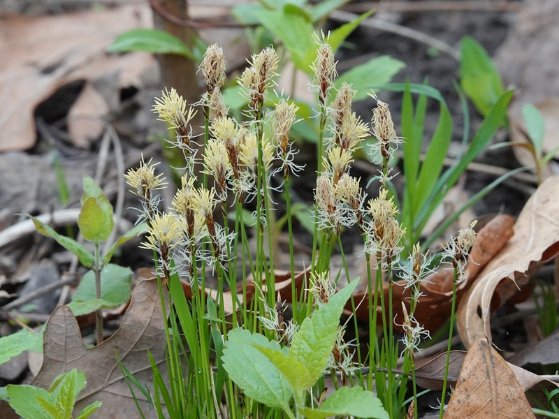 Pennsylvania Sedge photo 3