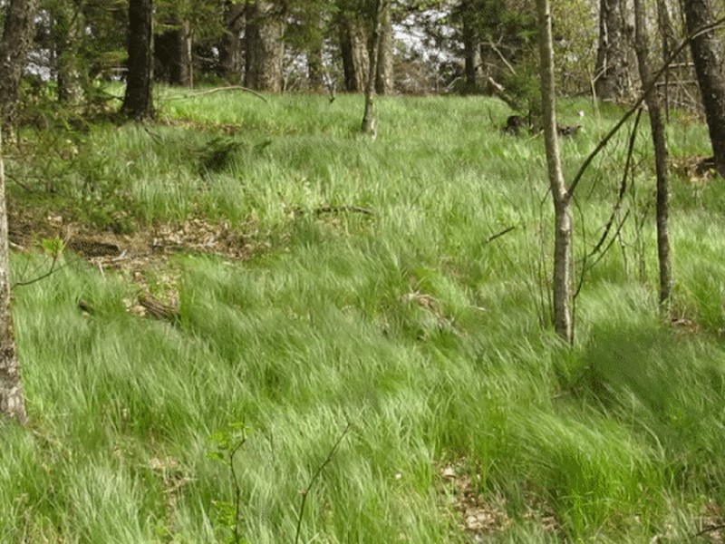 Pennsylvania Sedge photo 4