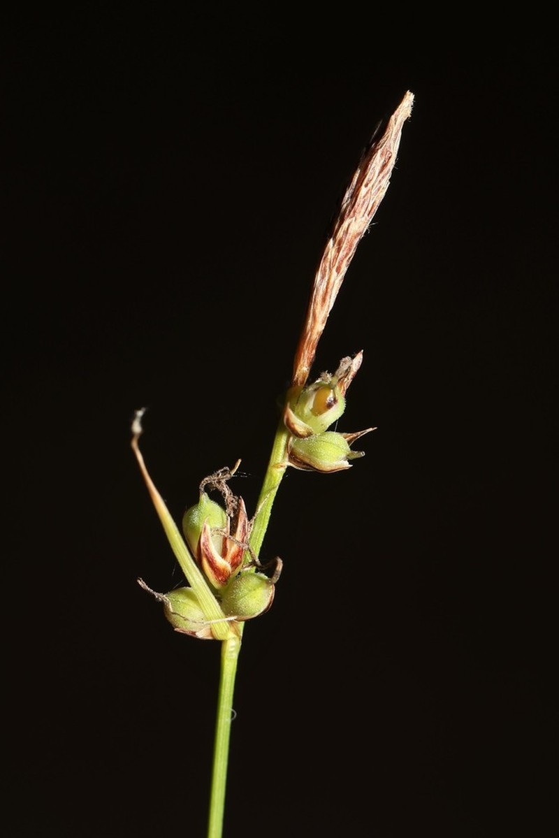 Pennsylvania Sedge photo 5