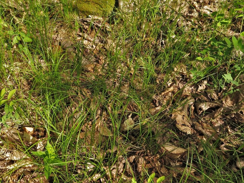 Pennsylvania Sedge photo 6
