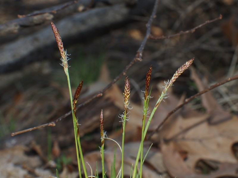 Pennsylvania Sedge photo 7