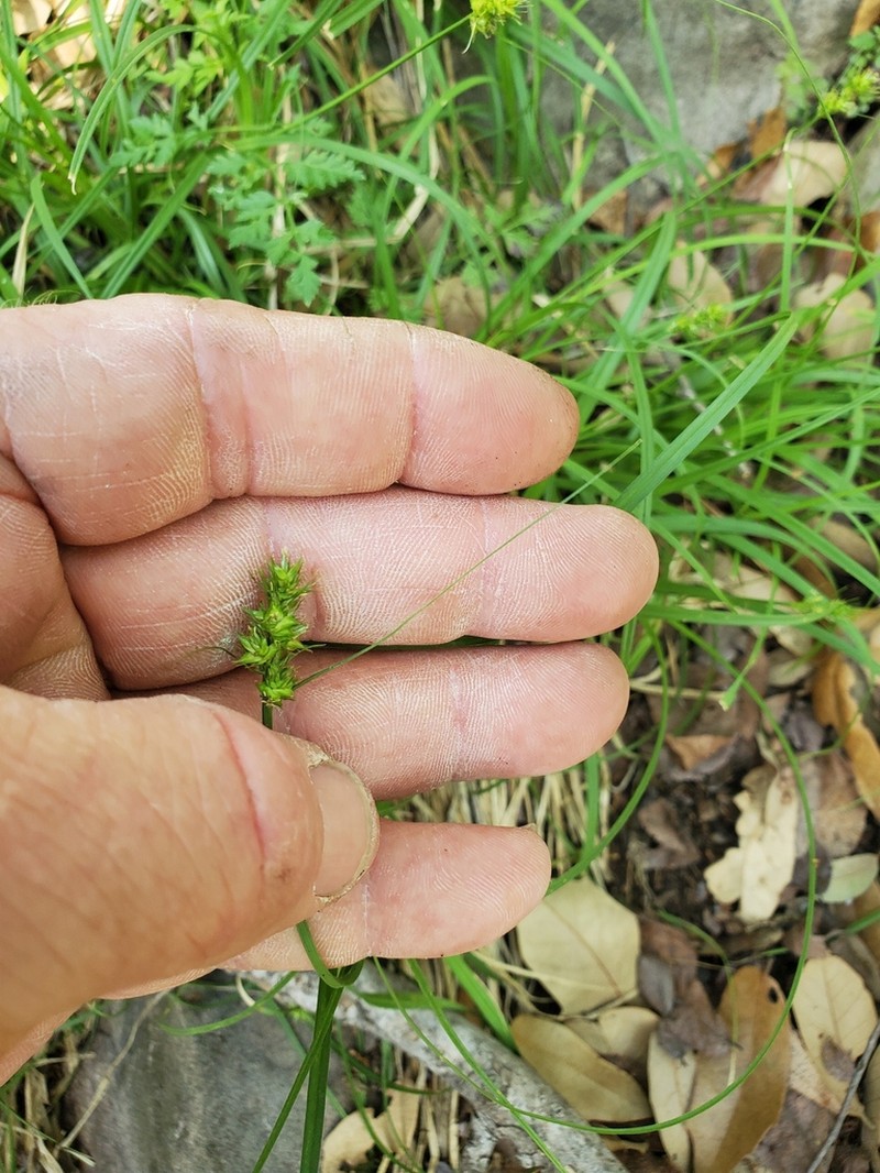 Sand Sedge photo 2