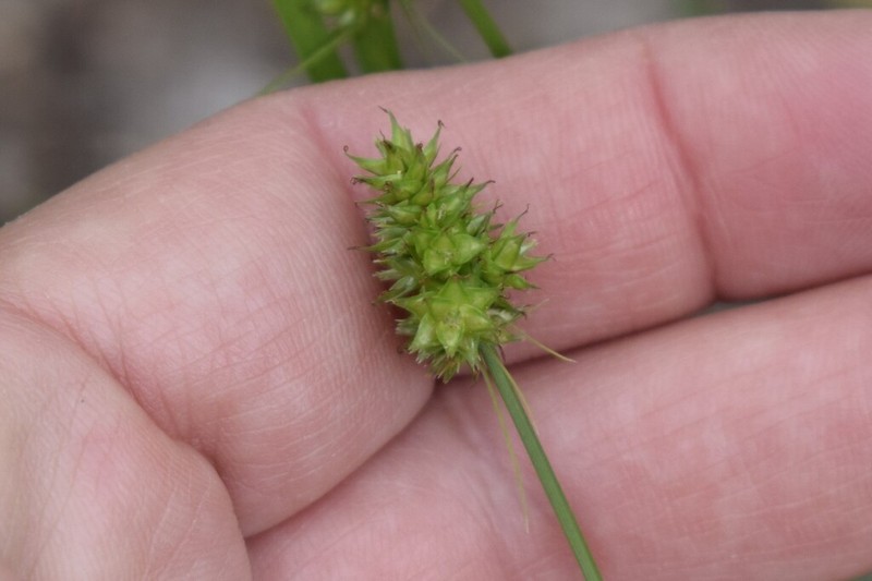 Sand Sedge photo 3