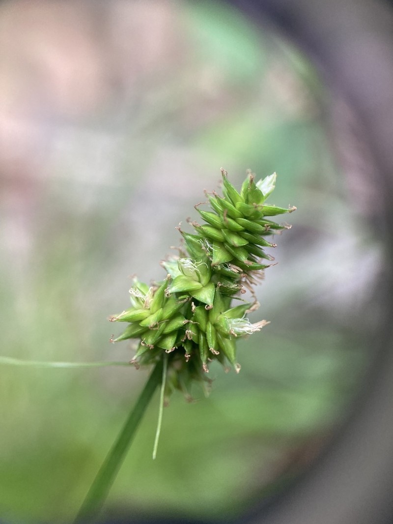 Sand Sedge photo 4