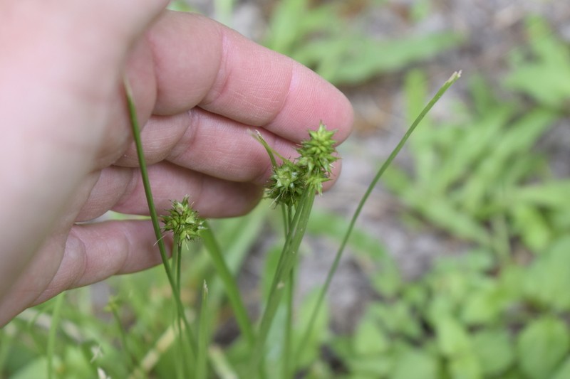 Sand Sedge photo 5
