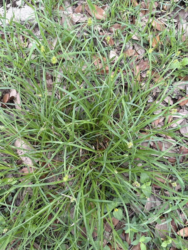 Sand Sedge photo 6