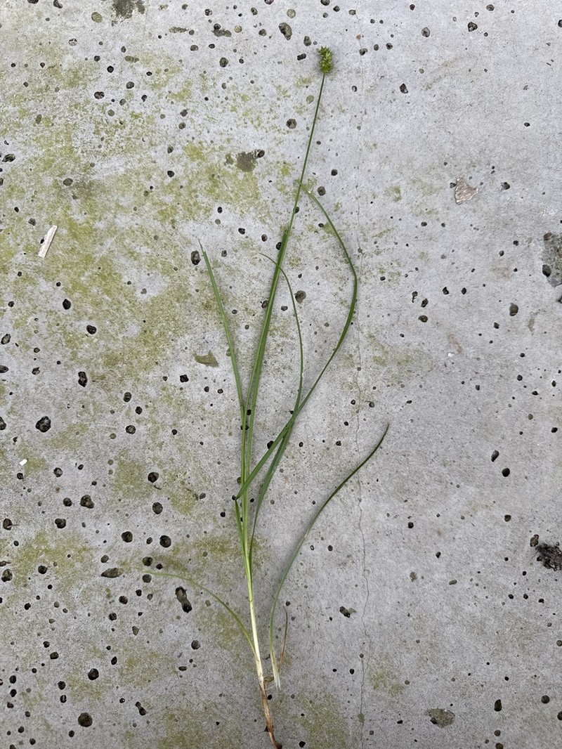 Sand Sedge photo 7