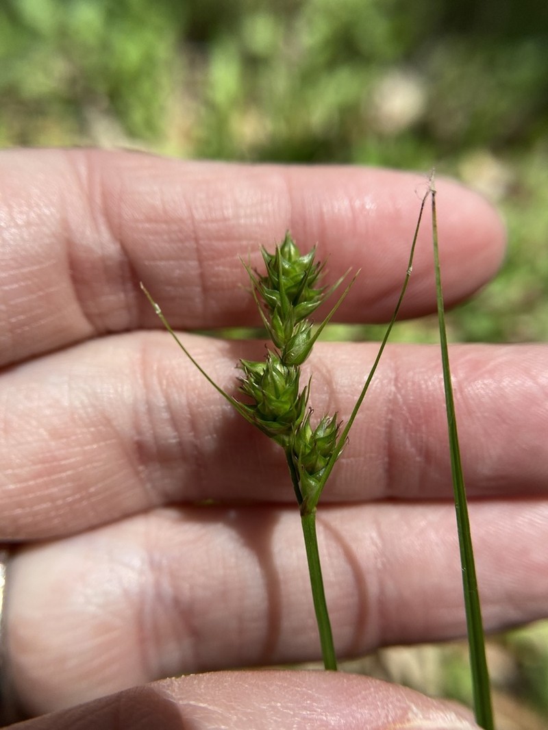 Sand Sedge photo 8