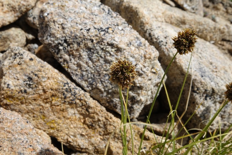 Globe Sedge photo 3