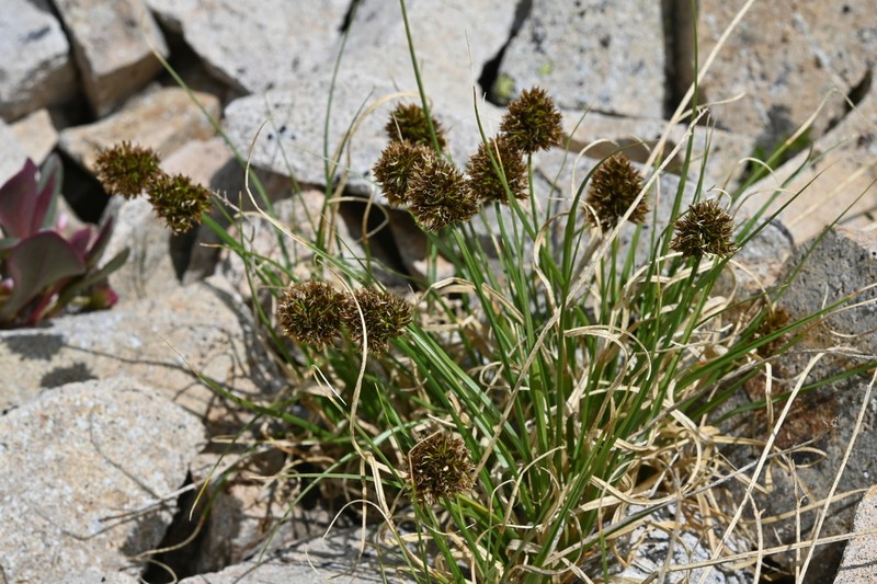 Globe Sedge photo 4
