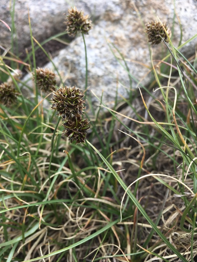 Globe Sedge photo 5
