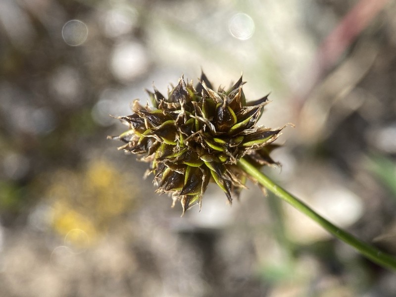 Globe Sedge photo 6