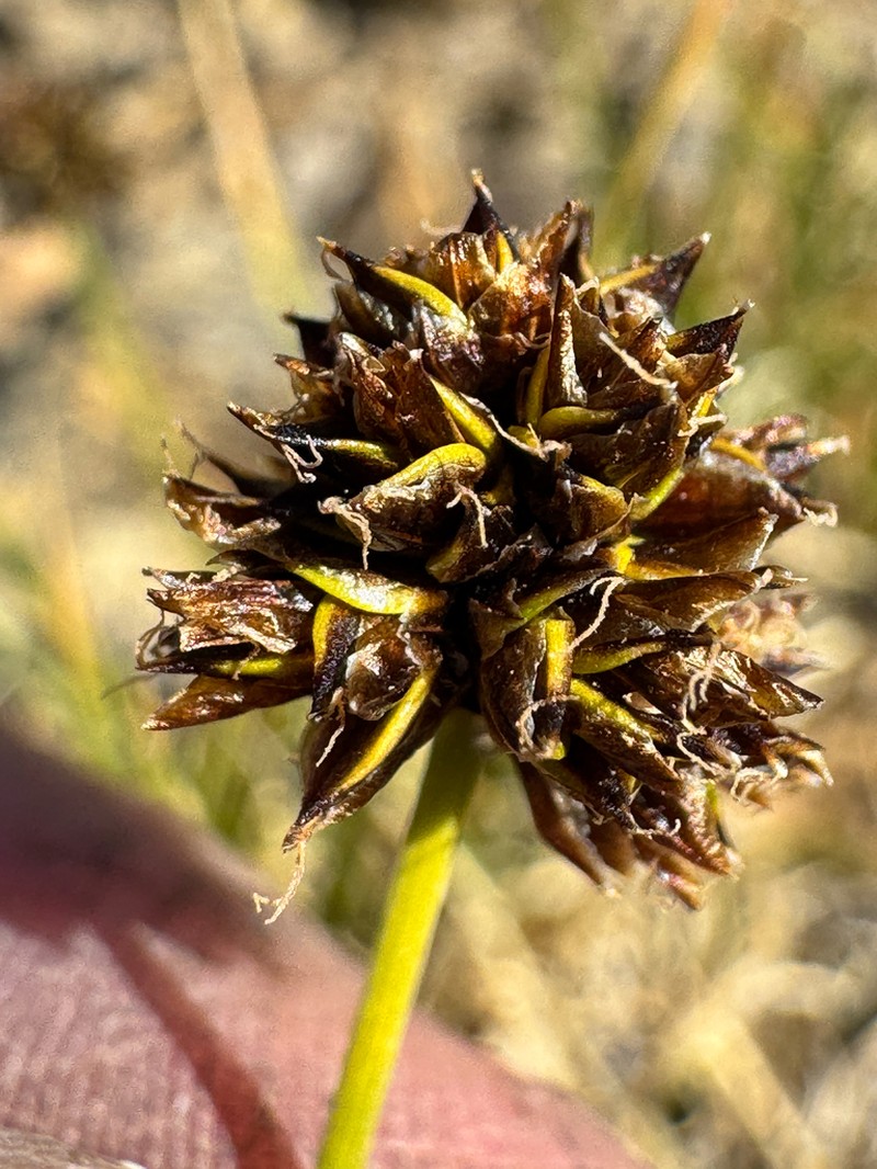 Globe Sedge photo 7