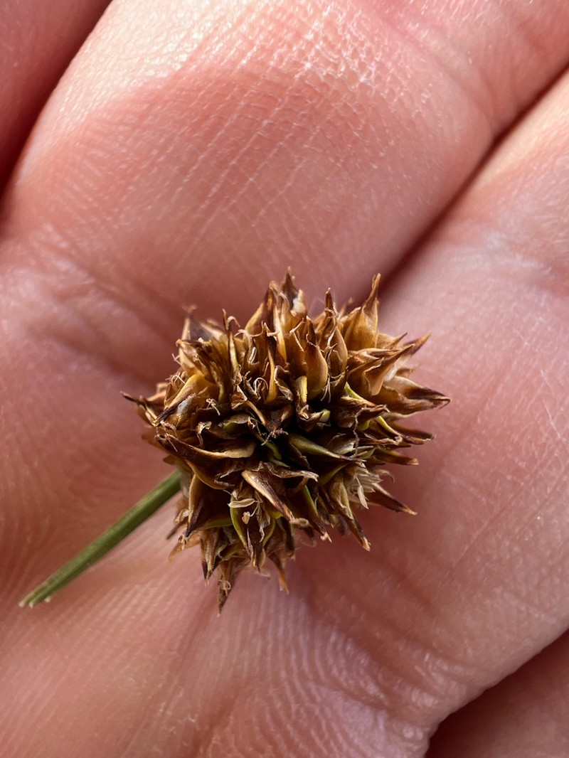 Globe Sedge photo 8