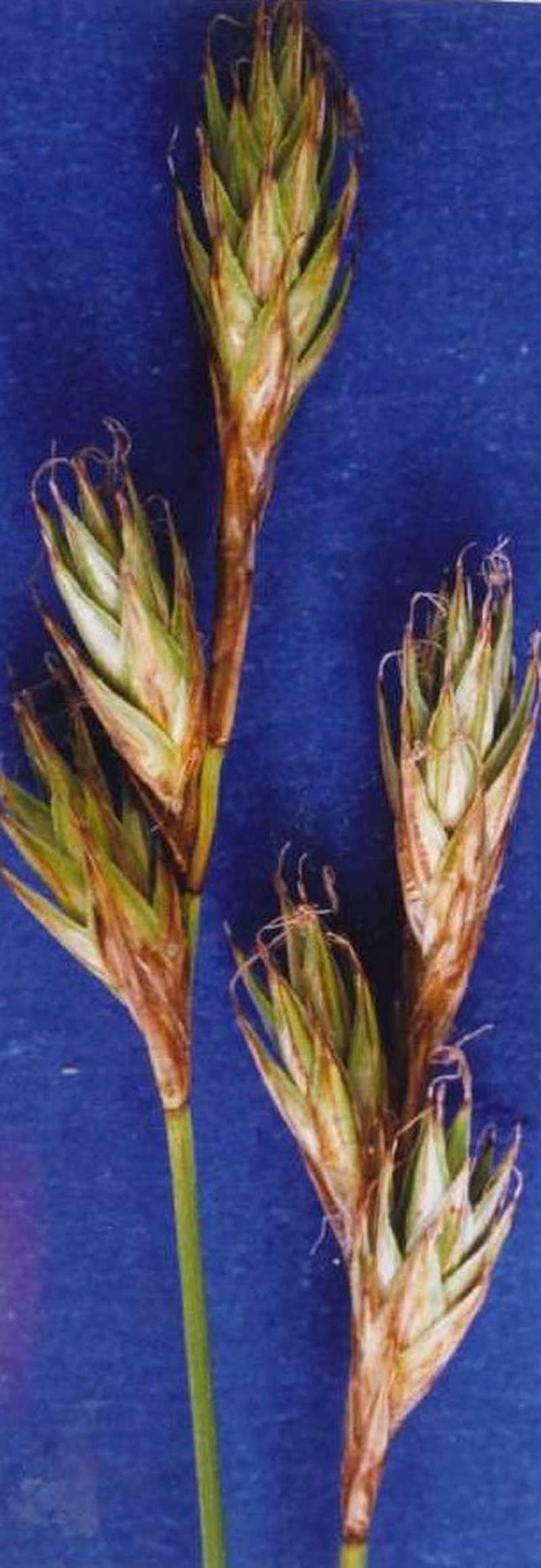 Liddon Sedge