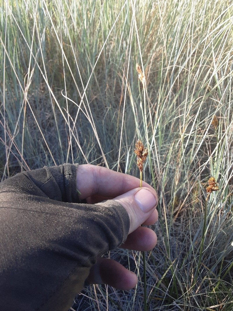 Liddon Sedge photo 3