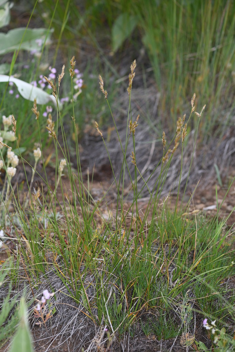 Liddon Sedge photo 4