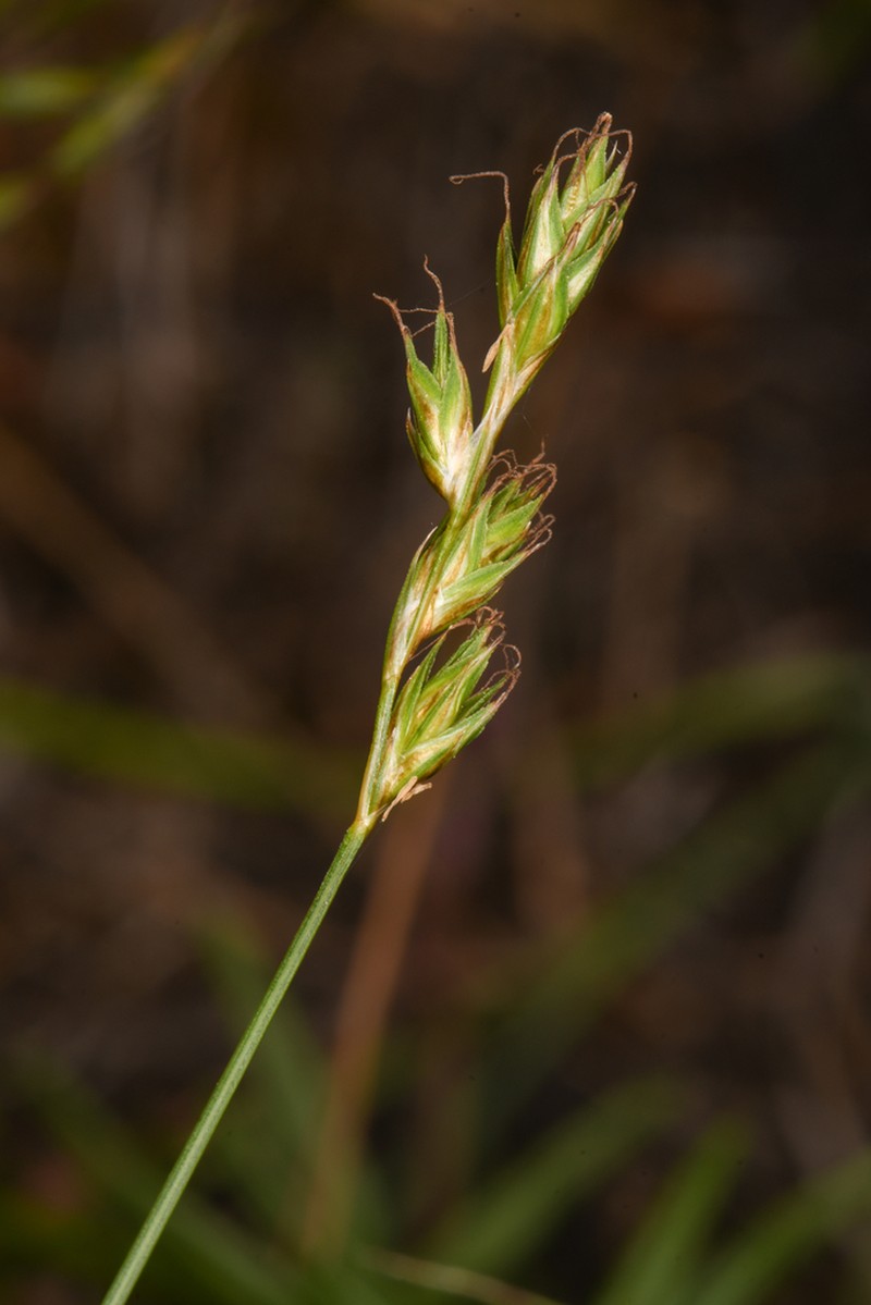 Liddon Sedge photo 5