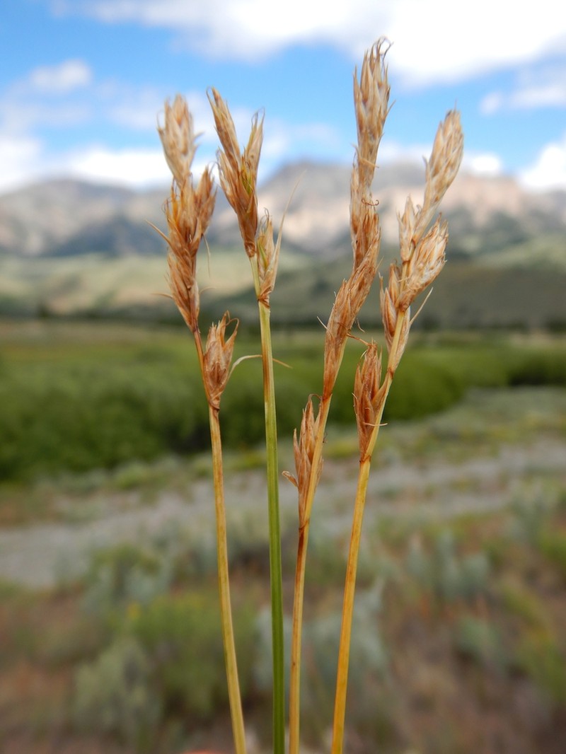Liddon Sedge photo 6