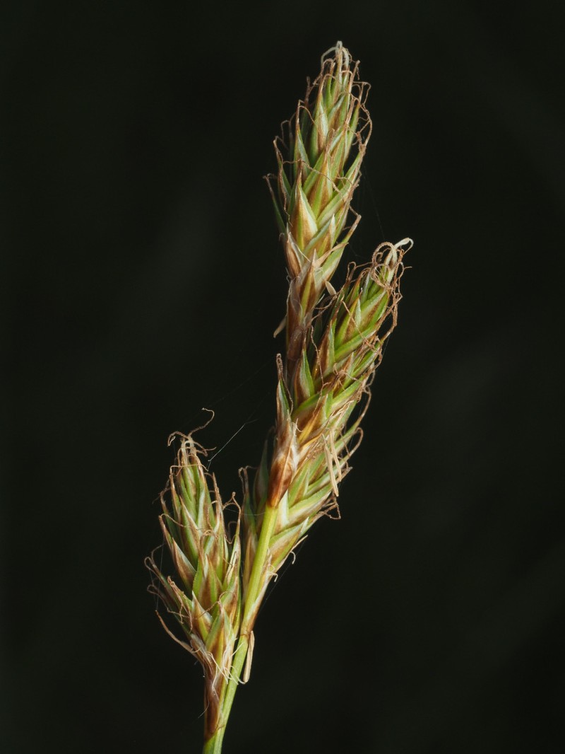 Liddon Sedge photo 7
