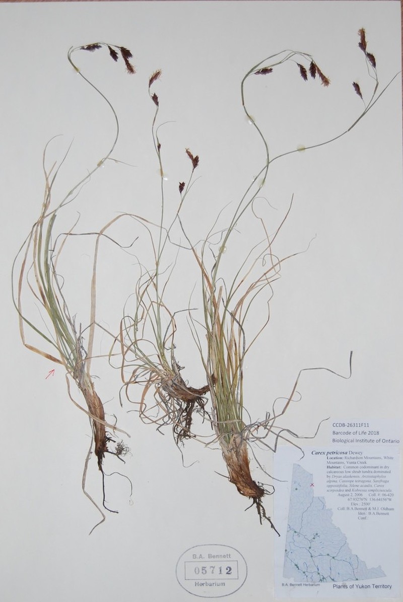 Rockdwelling Sedge photo 5