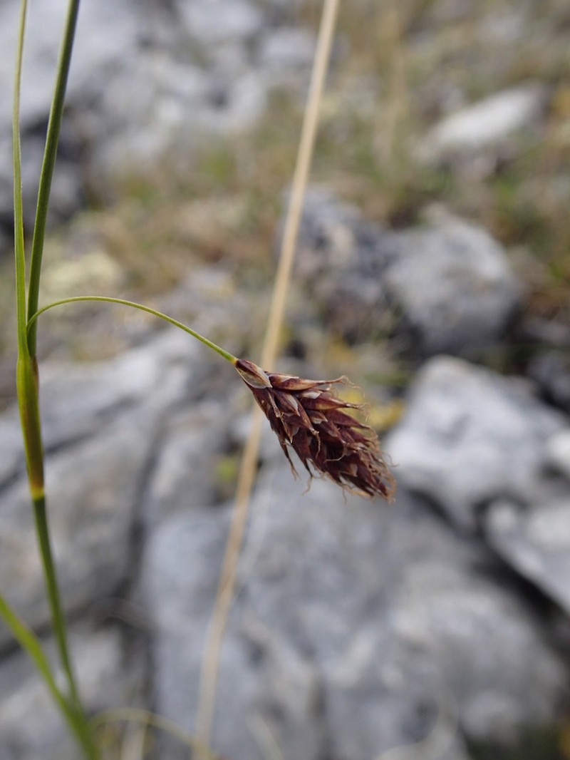 Rockdwelling Sedge photo 6