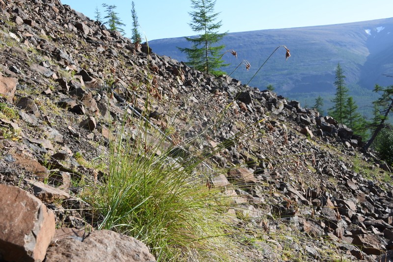 Rockdwelling Sedge photo 7