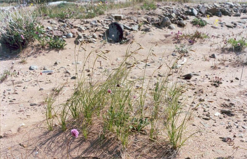 Rockdwelling Sedge photo 8
