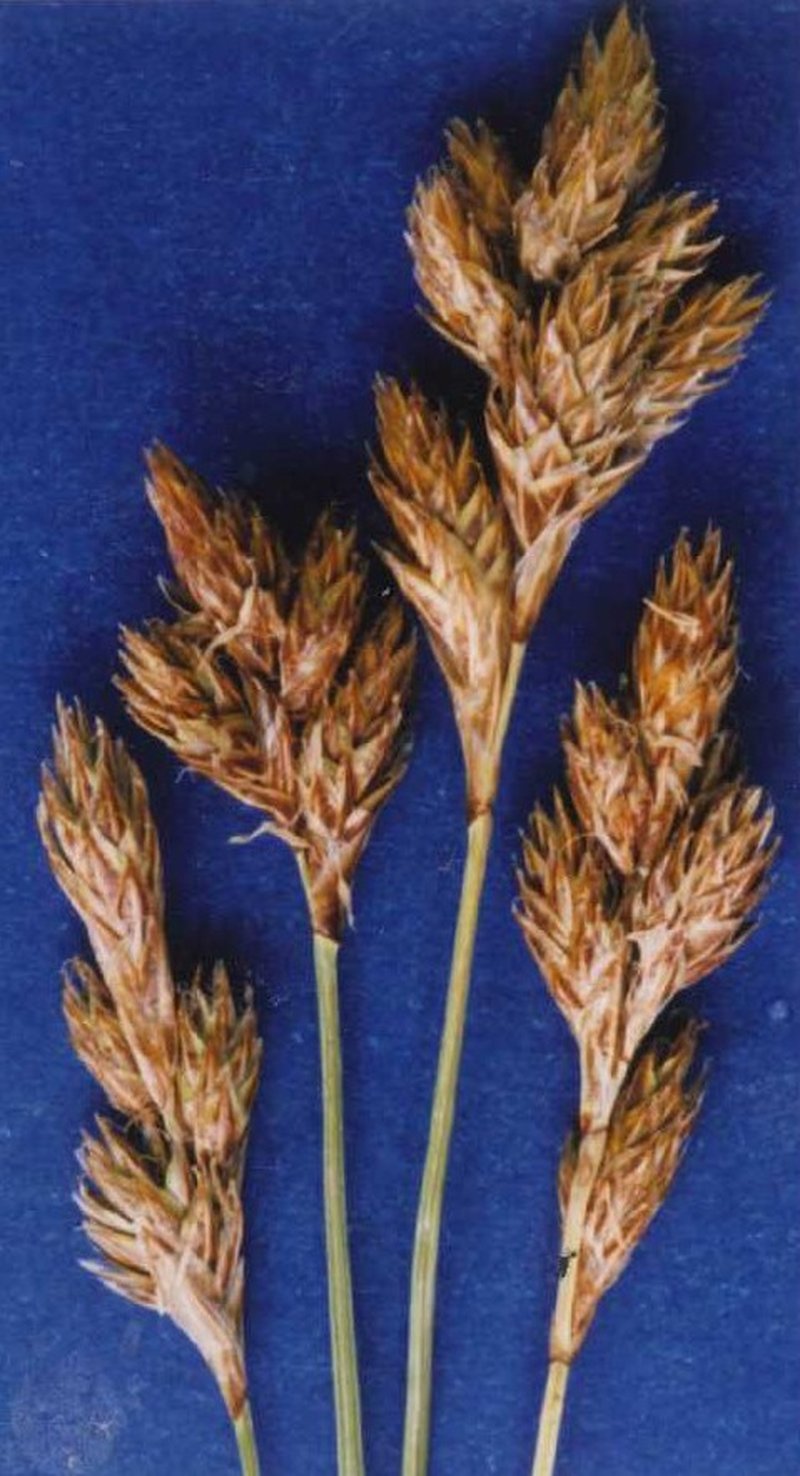 Dunhead Sedge
