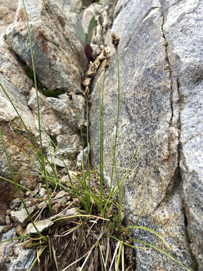 Dunhead Sedge photo 5
