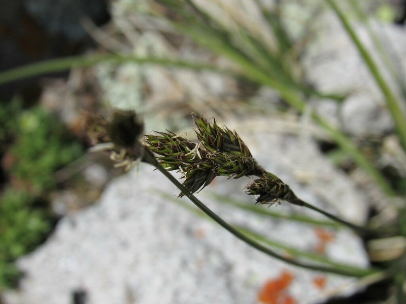 Dunhead Sedge photo 7