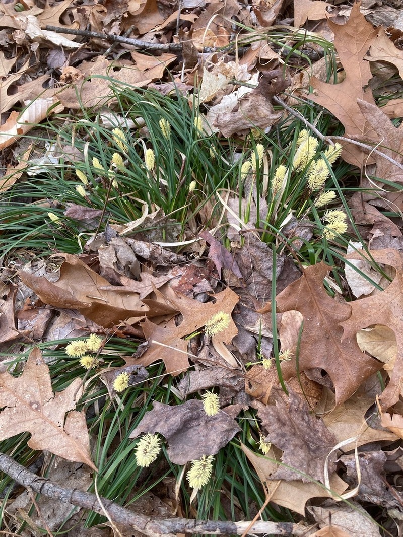 Boott's Sedge photo 2