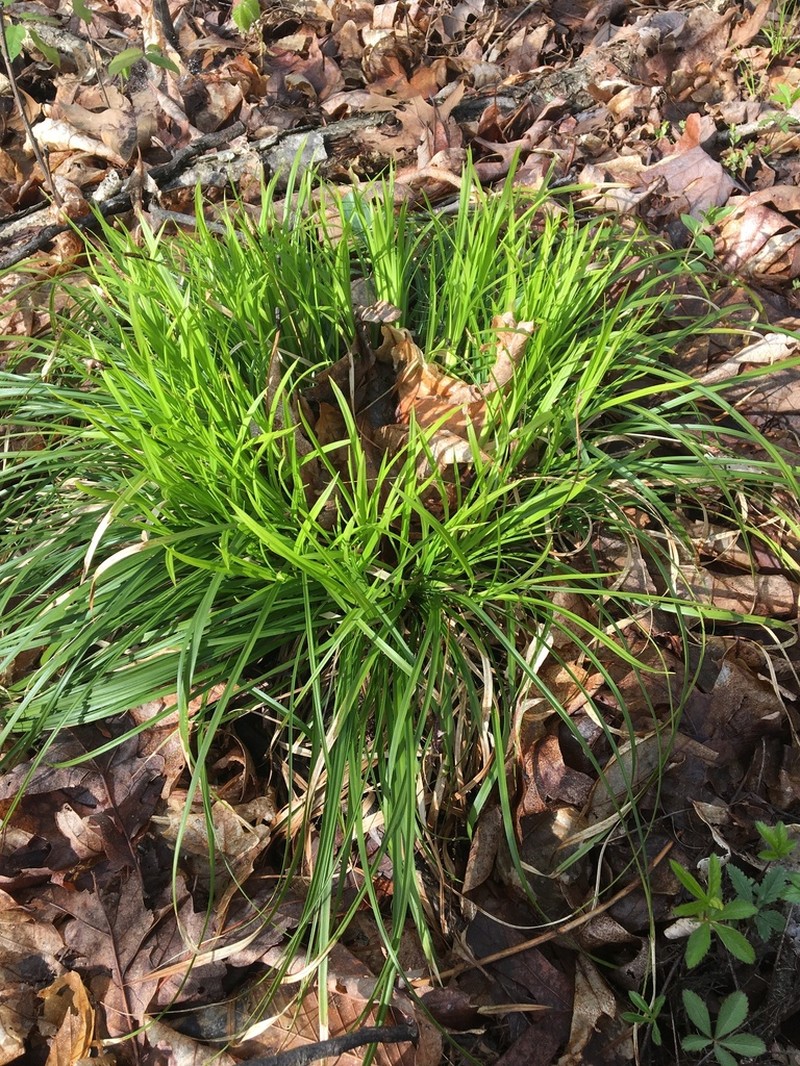 Boott's Sedge photo 3