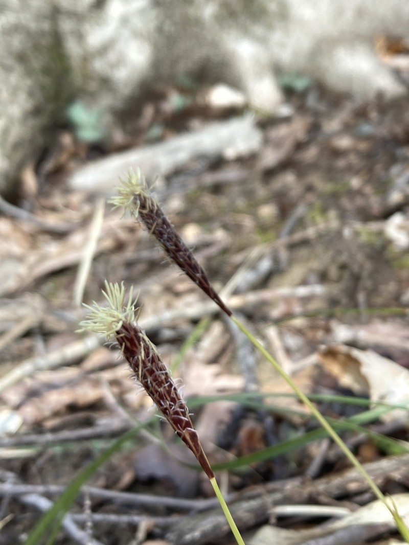 Boott's Sedge photo 4