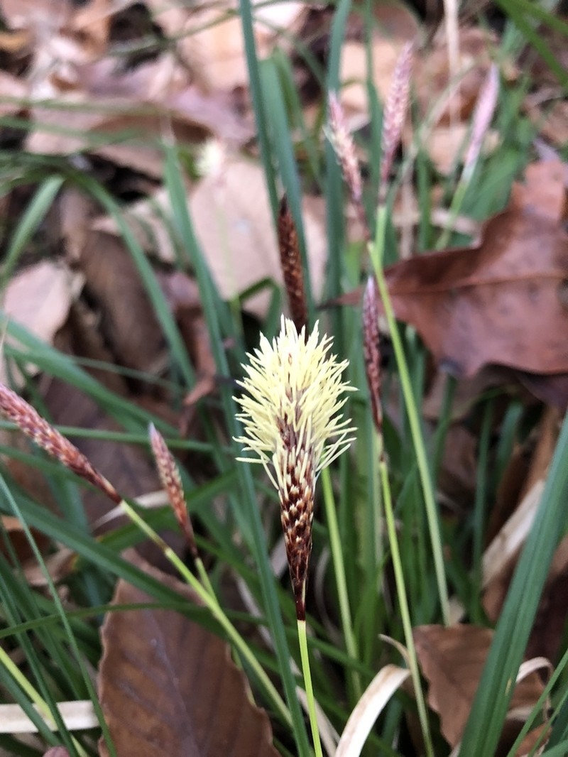 Boott's Sedge photo 5