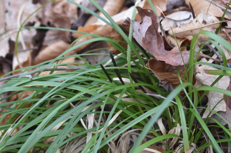 Boott's Sedge photo 6