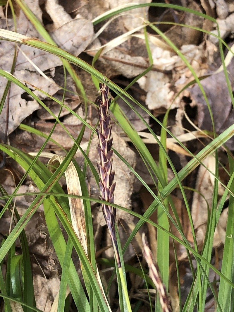 Boott's Sedge photo 7