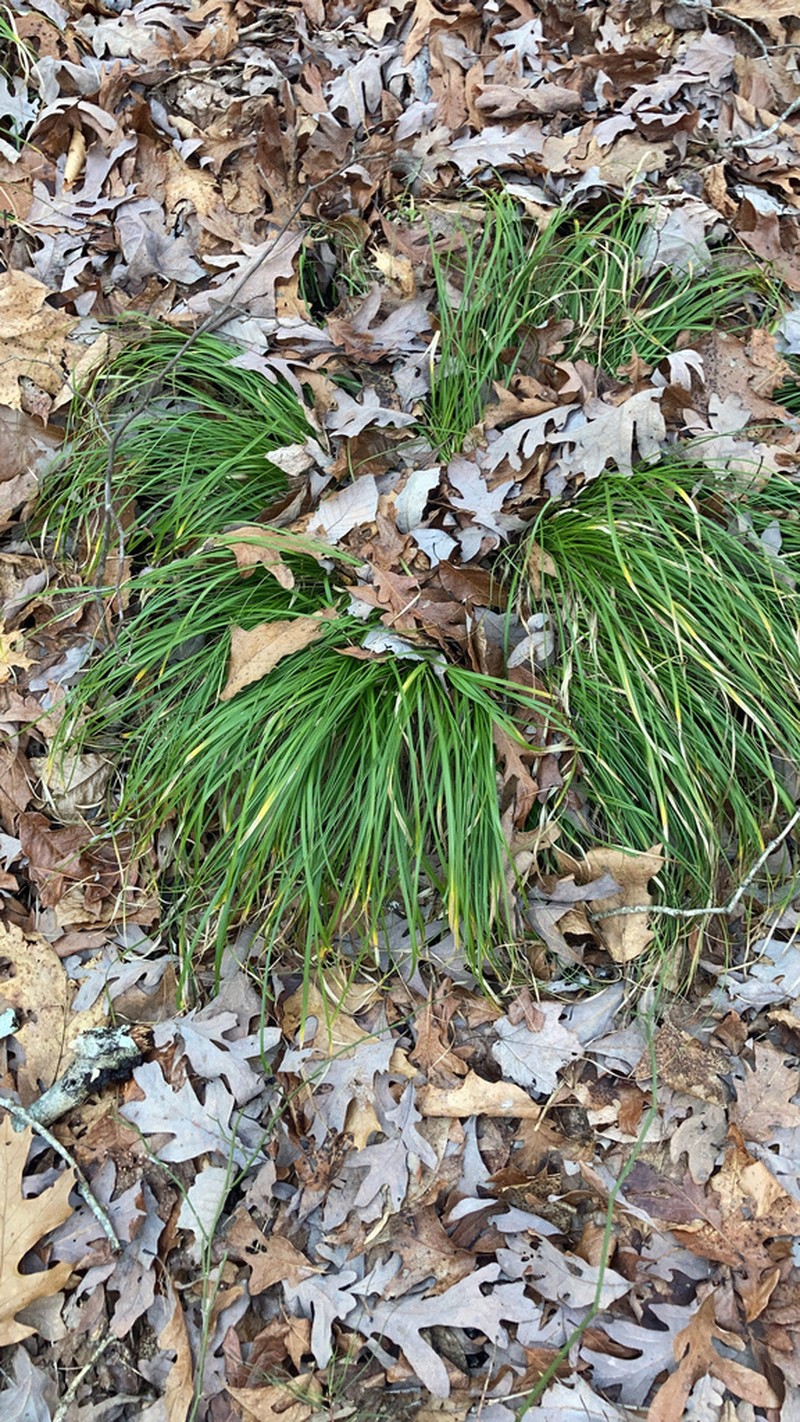 Boott's Sedge photo 8