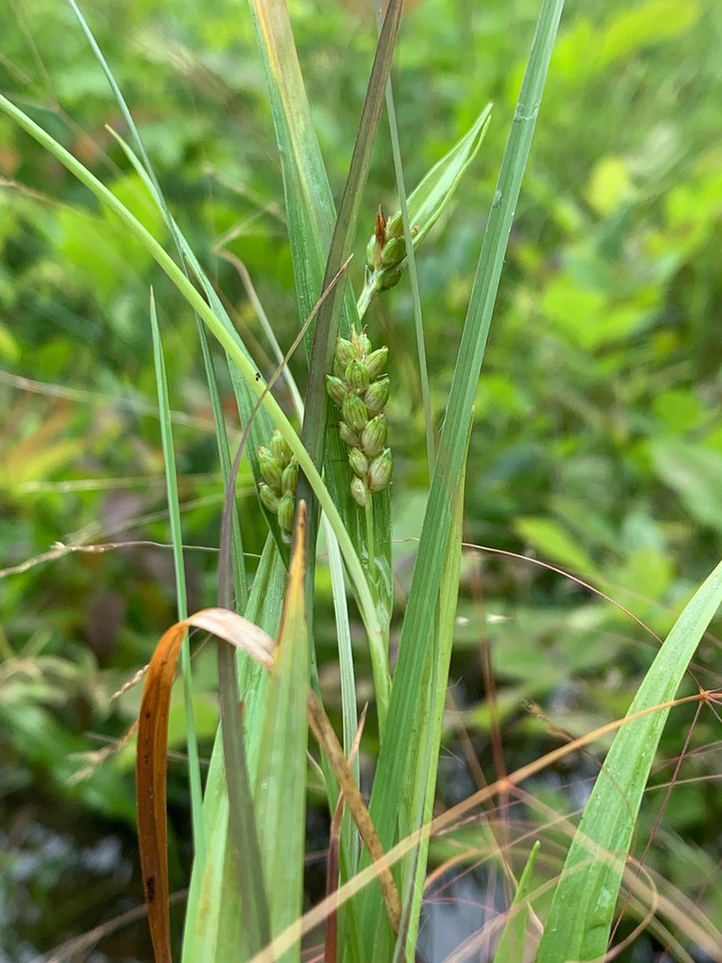 Tarheel Sedge photo 2